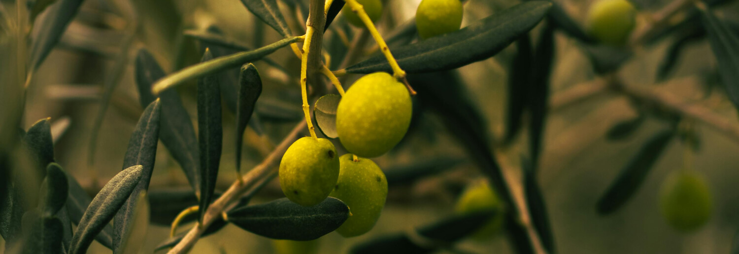 The Perfect Olive Oil Drizzle: Finishing Dishes Like a Chef
