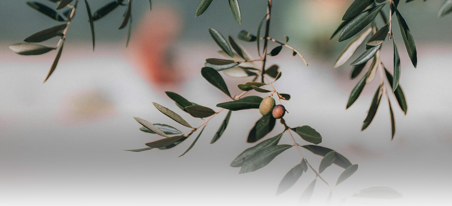Baking with Olive Oil: Cakes, Breads, and Sweet Treats